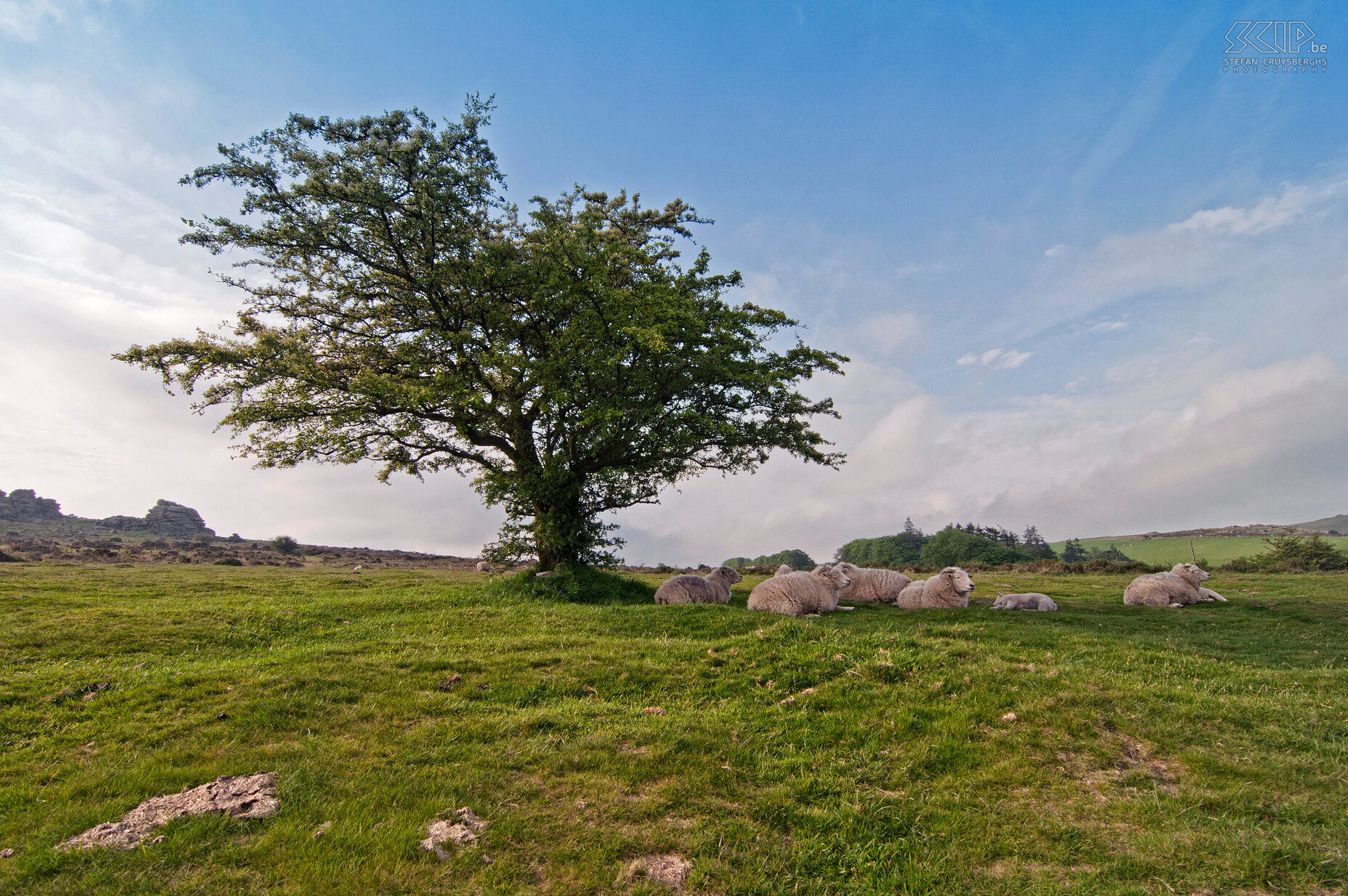 Dartmoor - Hound Tor - Schapen Sheeps under a tree at Hound Tor. Stefan Cruysberghs